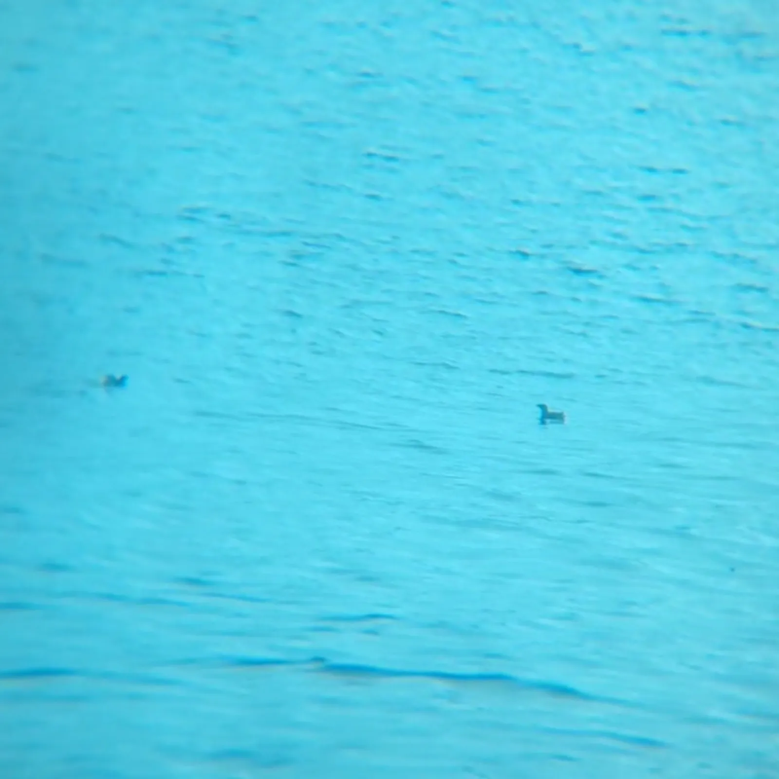 Spotted Marbled Murrelet