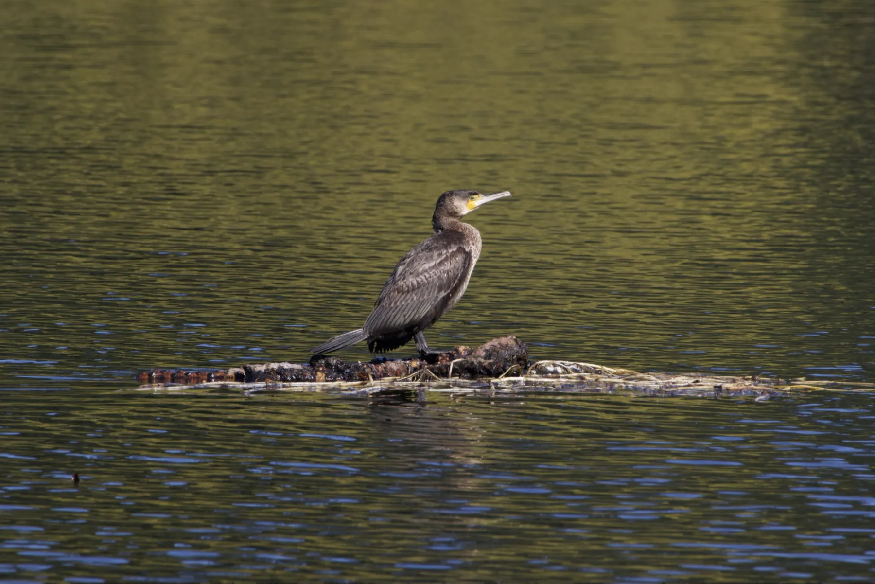 Gespotte Aalscholver