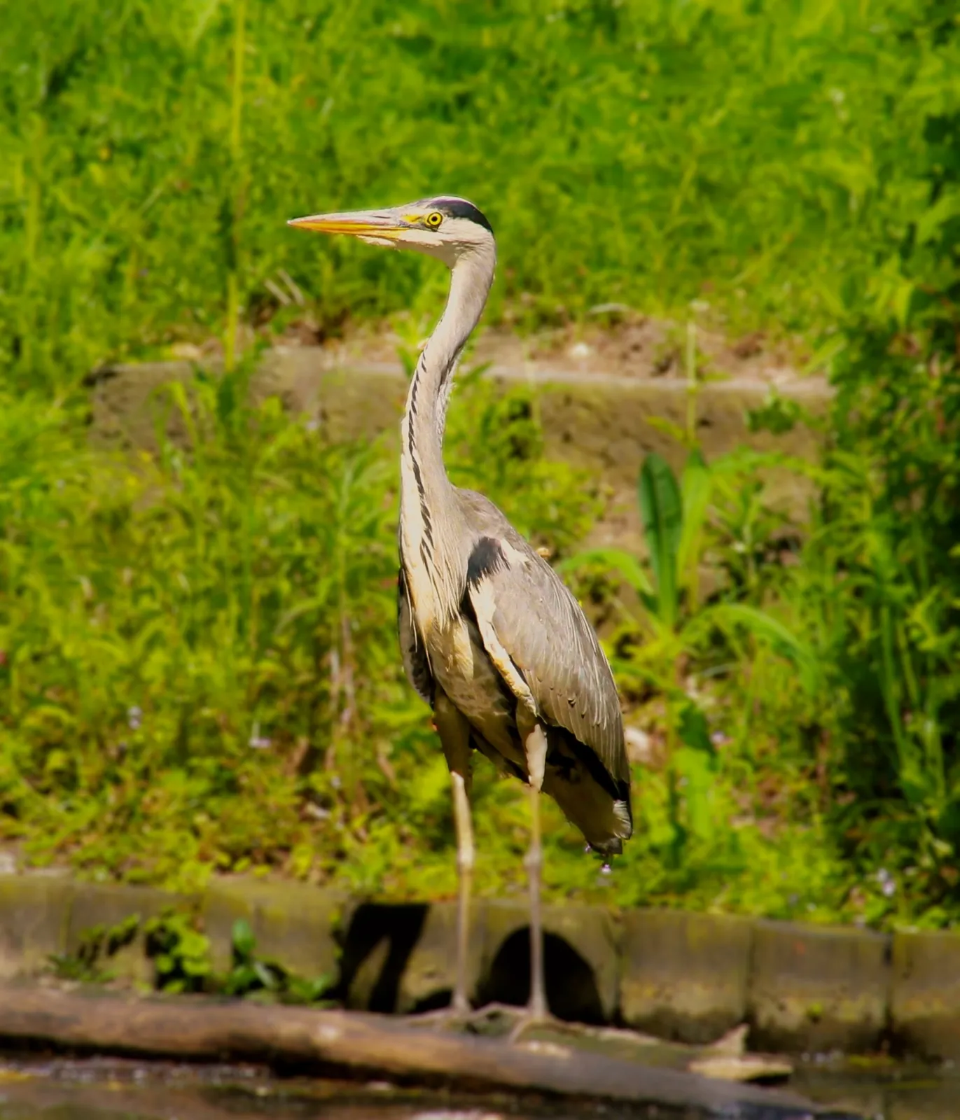 Waargenomen Blauwe reiger
