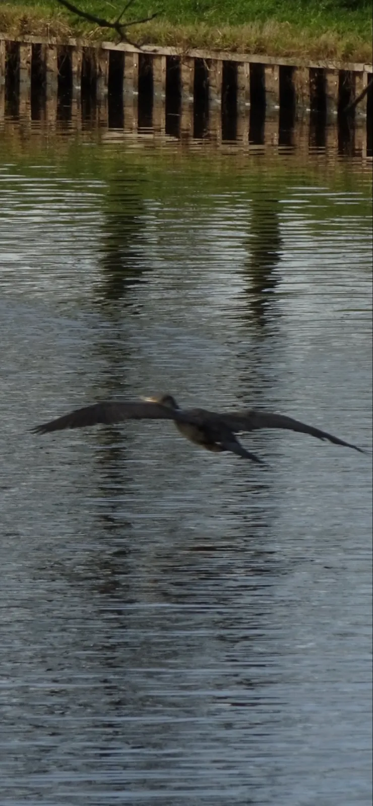 Gespotte Aalscholver