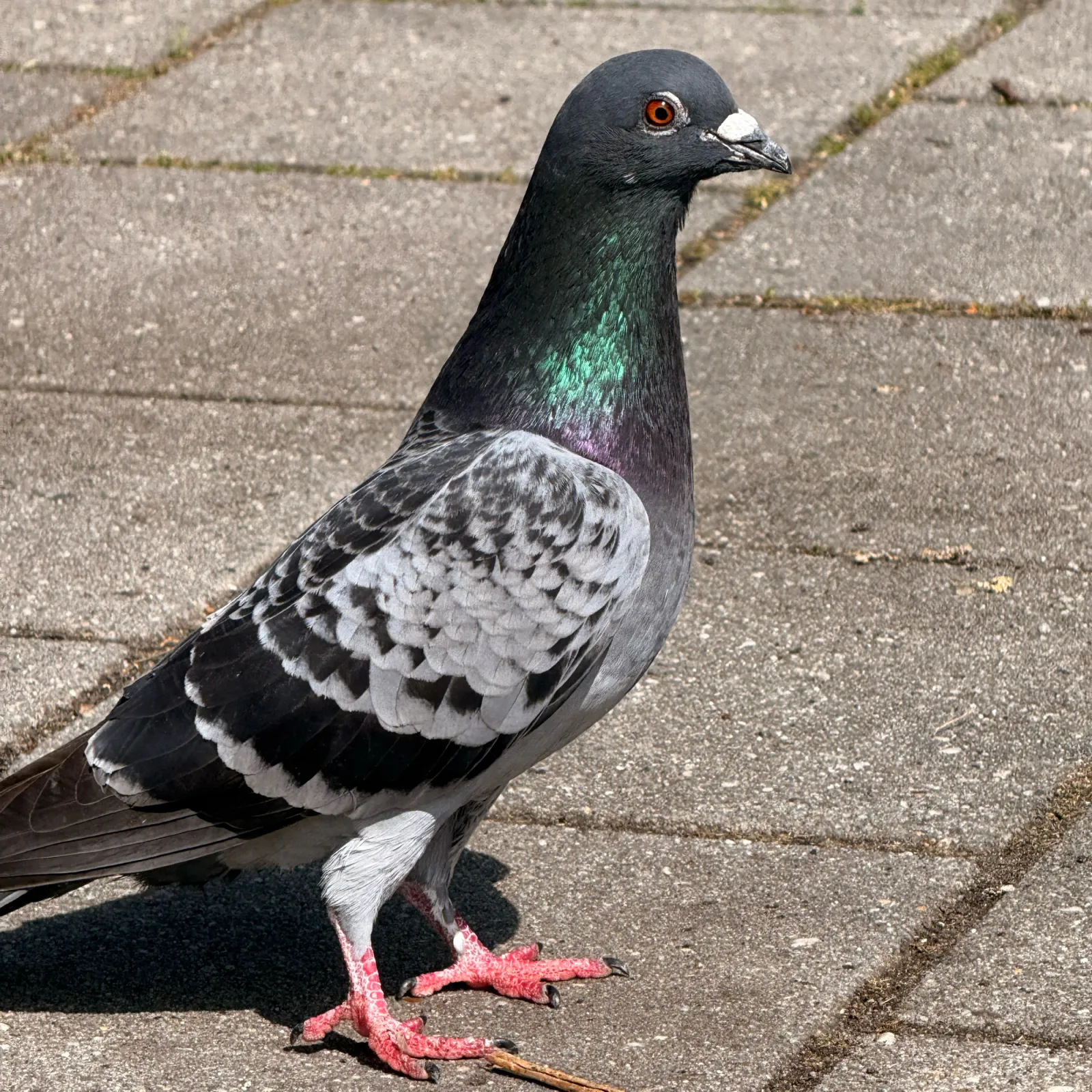 Spotted Rock Pigeon