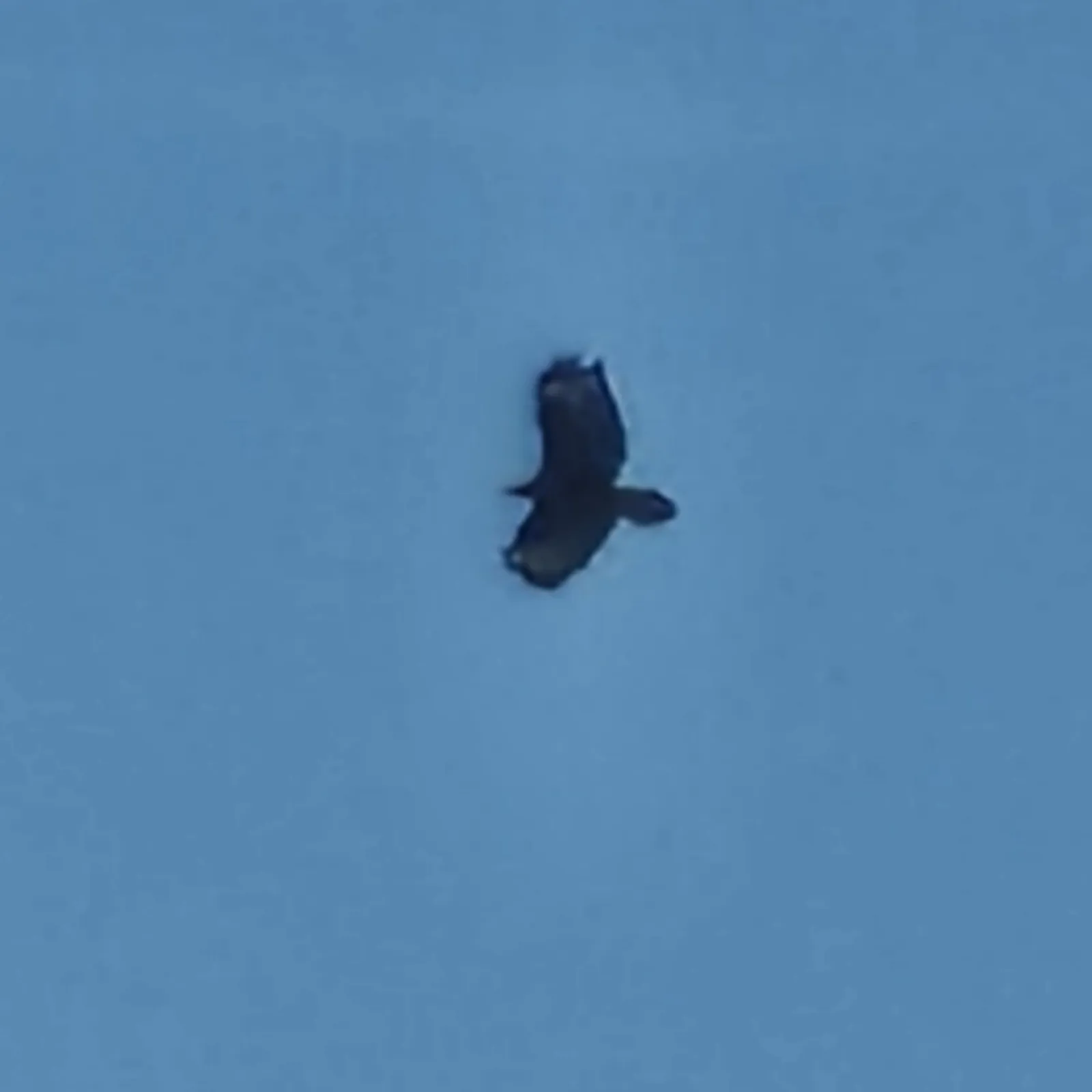 Waargenomen Buizerd