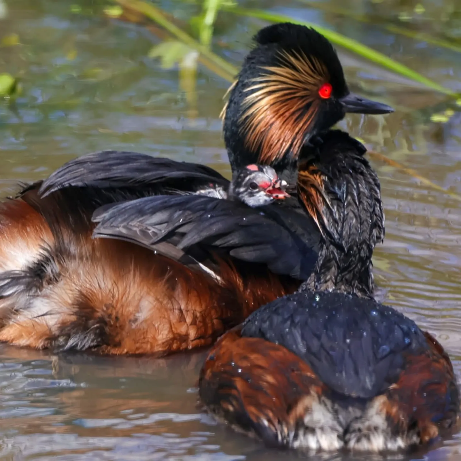 Gespotte Geoorde fuut