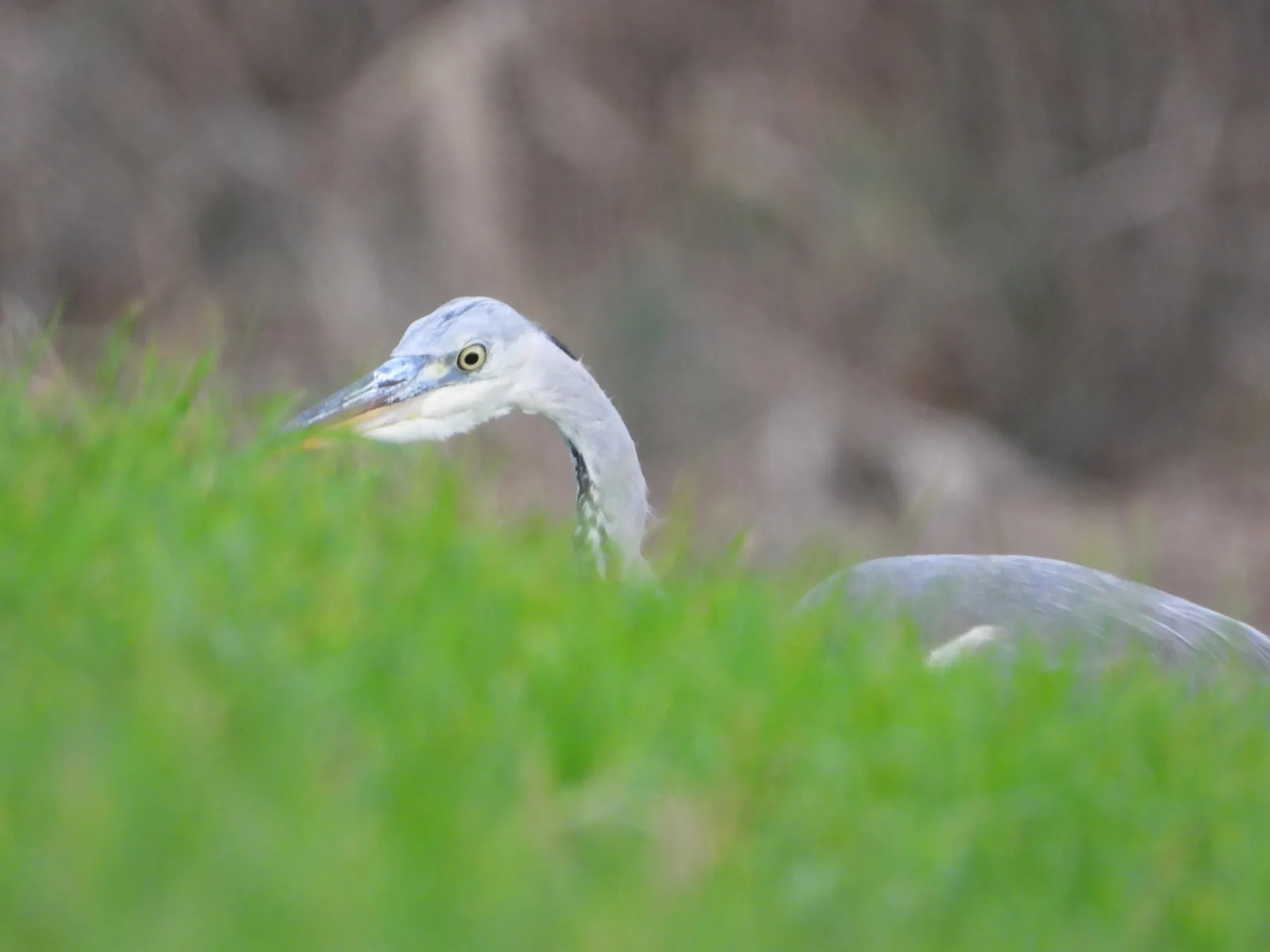 Gespotte Blauwe reiger