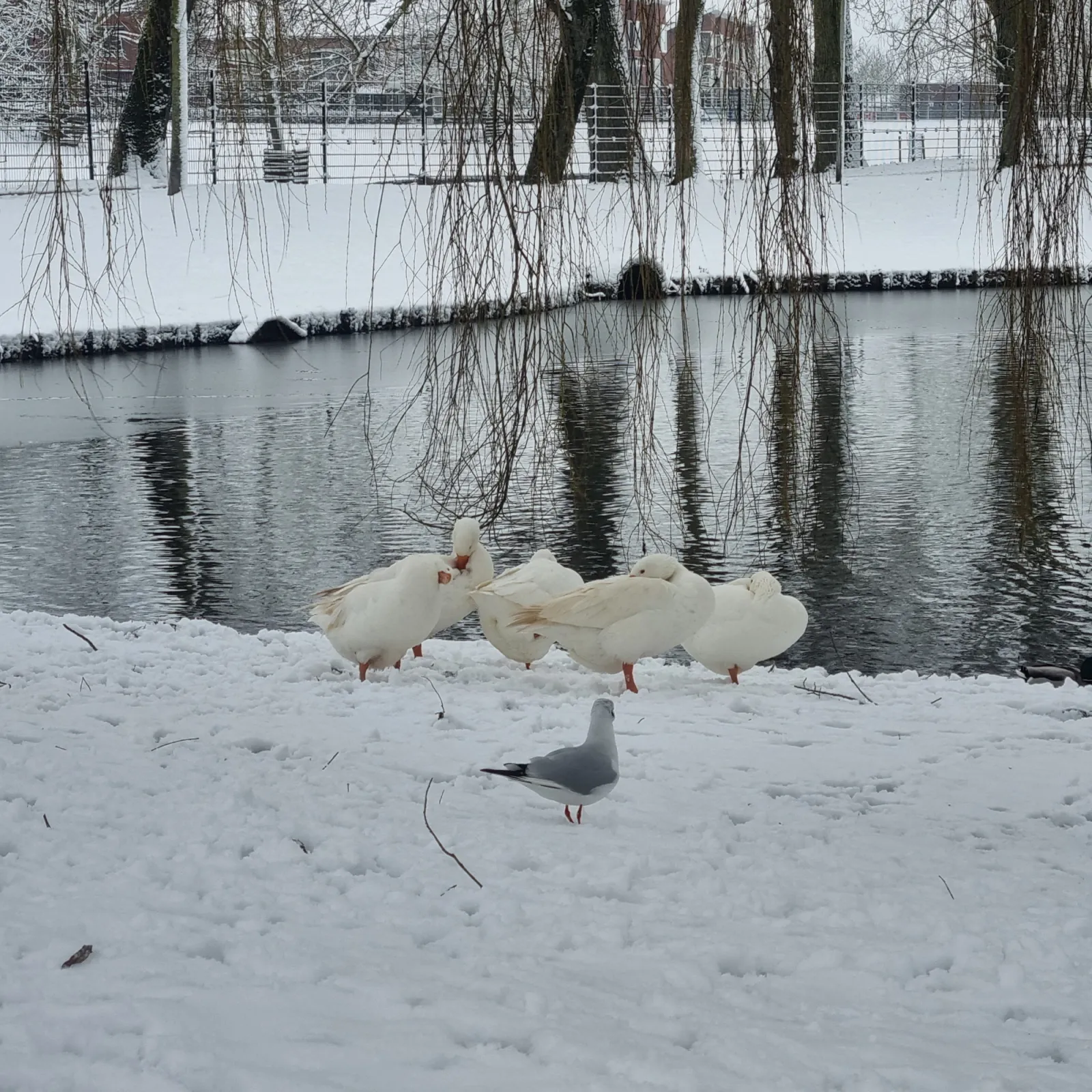 Spotted Domestic Goose (Unspecified Type)