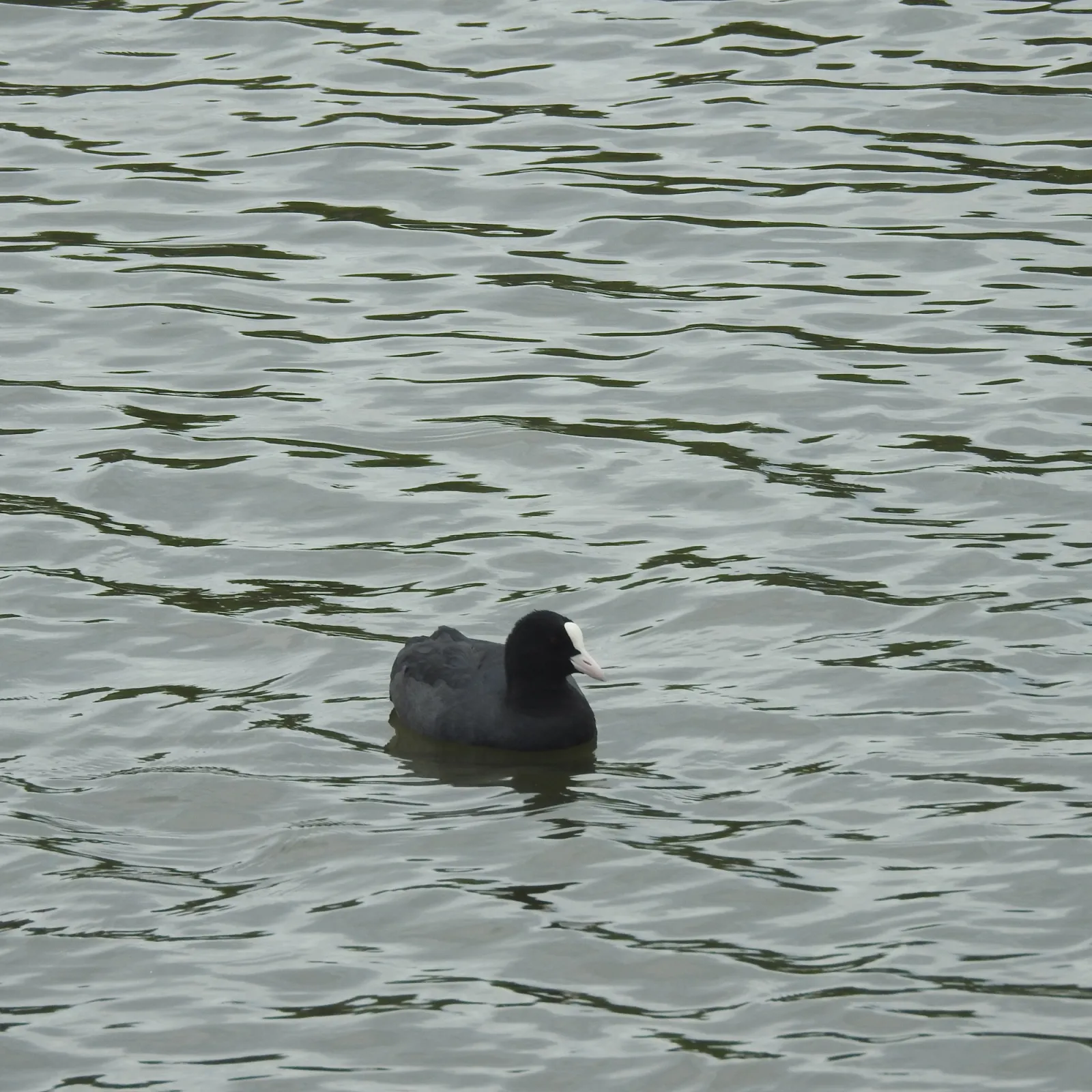 Waargenomen Meerkoet