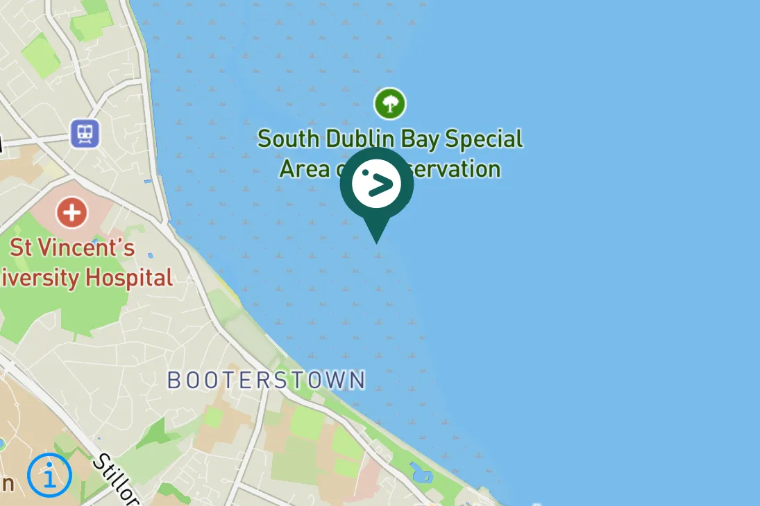 Spotted Bar-tailed Godwit