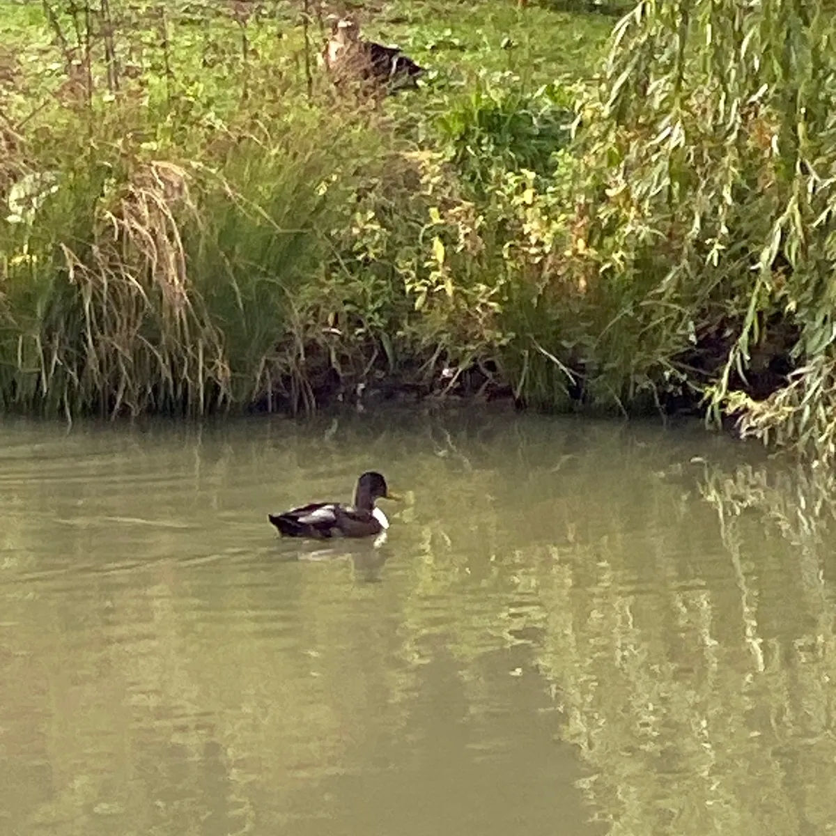 Gespotte Pacifische Zwarte Eend
