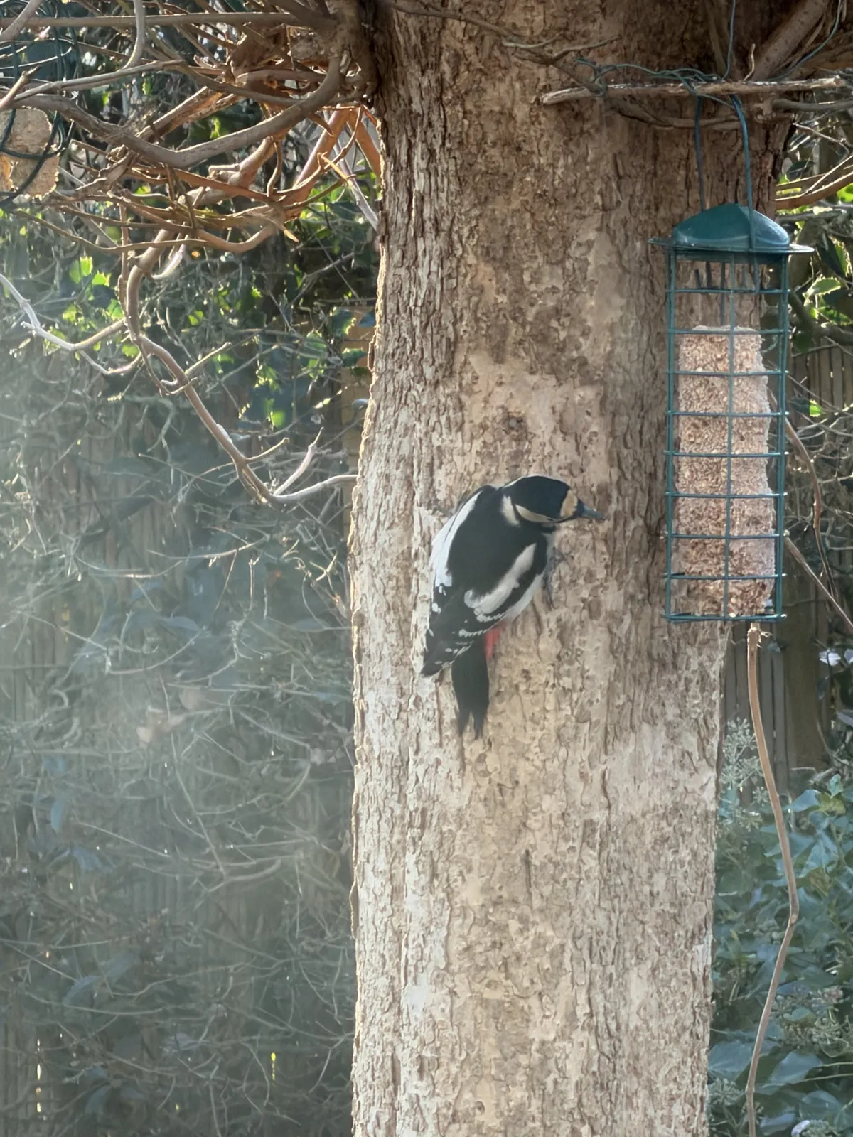 Gespotte Grote bonte specht