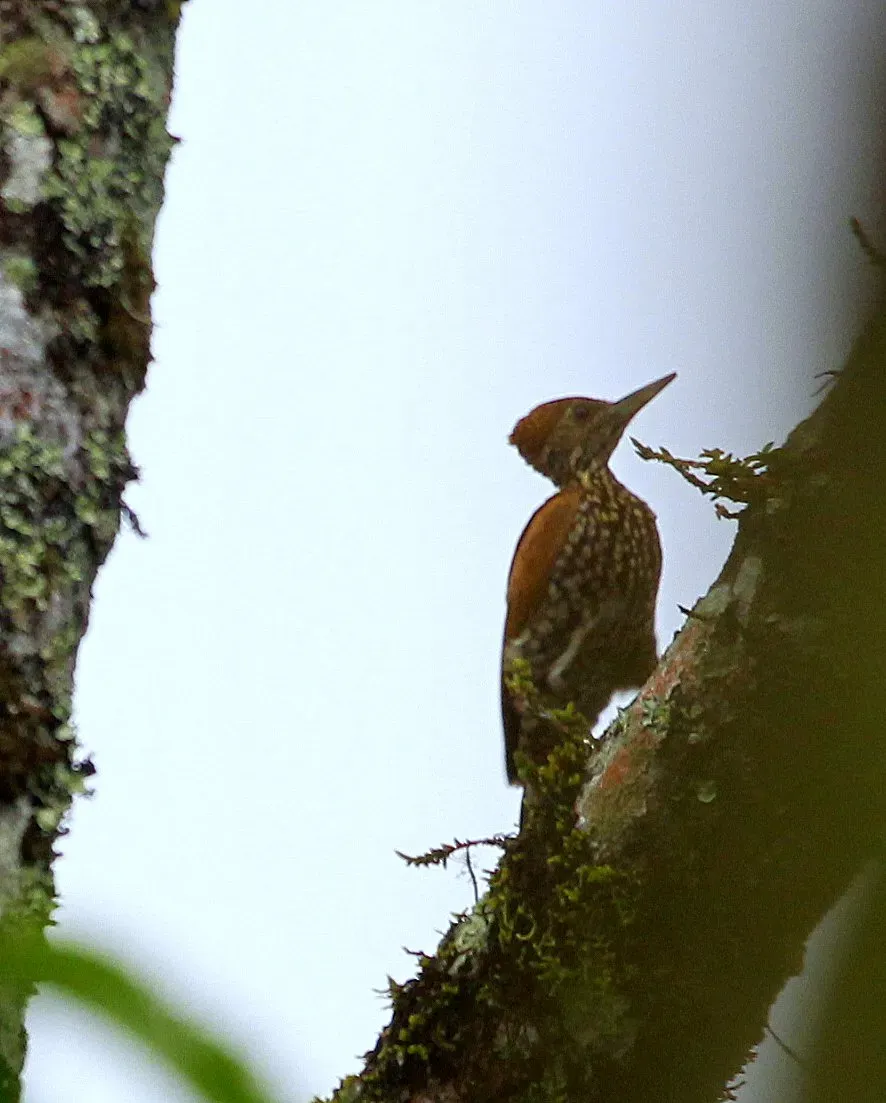 File:Chrysocolaptes lucidus montanus, hembra, Mindanao MG 1989.jpg