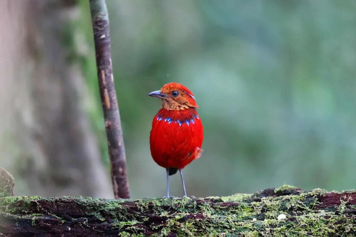 File:Erythropitta arquata (Blue-banded Pitta).jpg