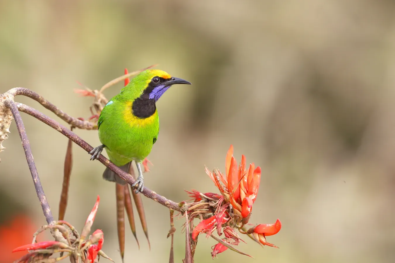 File:Golden-fronted leafbird (Chloropsis aurifrons).jpg