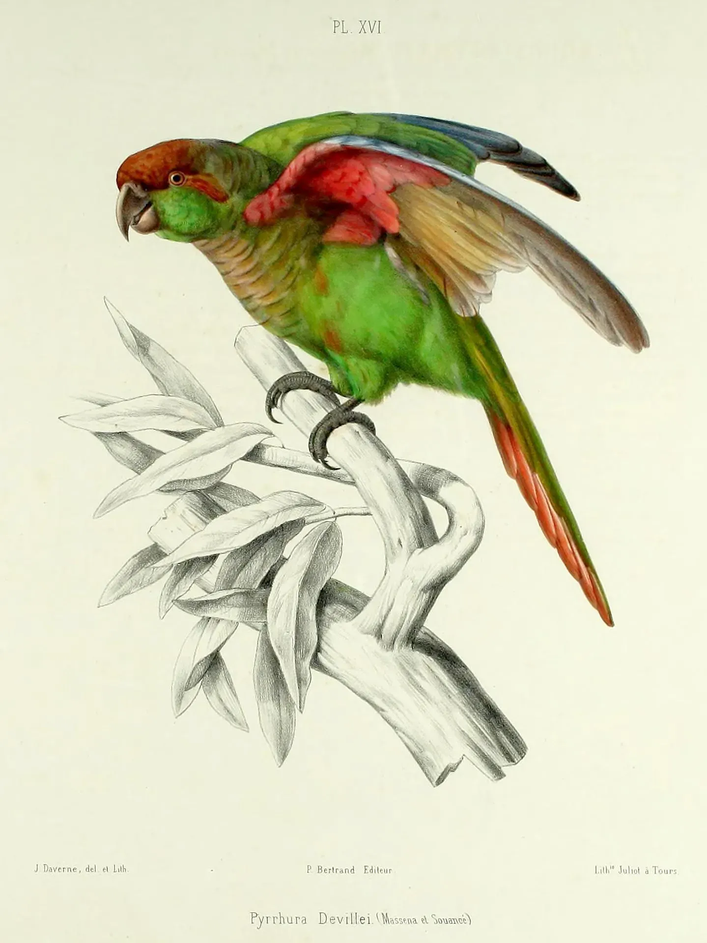File:Pyrrhura devillei.jpg