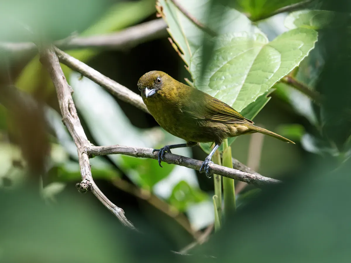 File:Bangsia flavovirens - Yellow-green Tanager 1.jpg