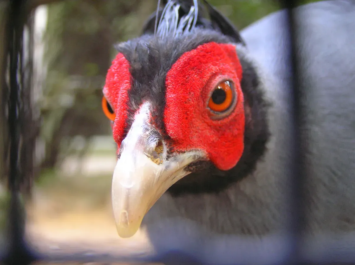 File:Lophura diardi.jpg