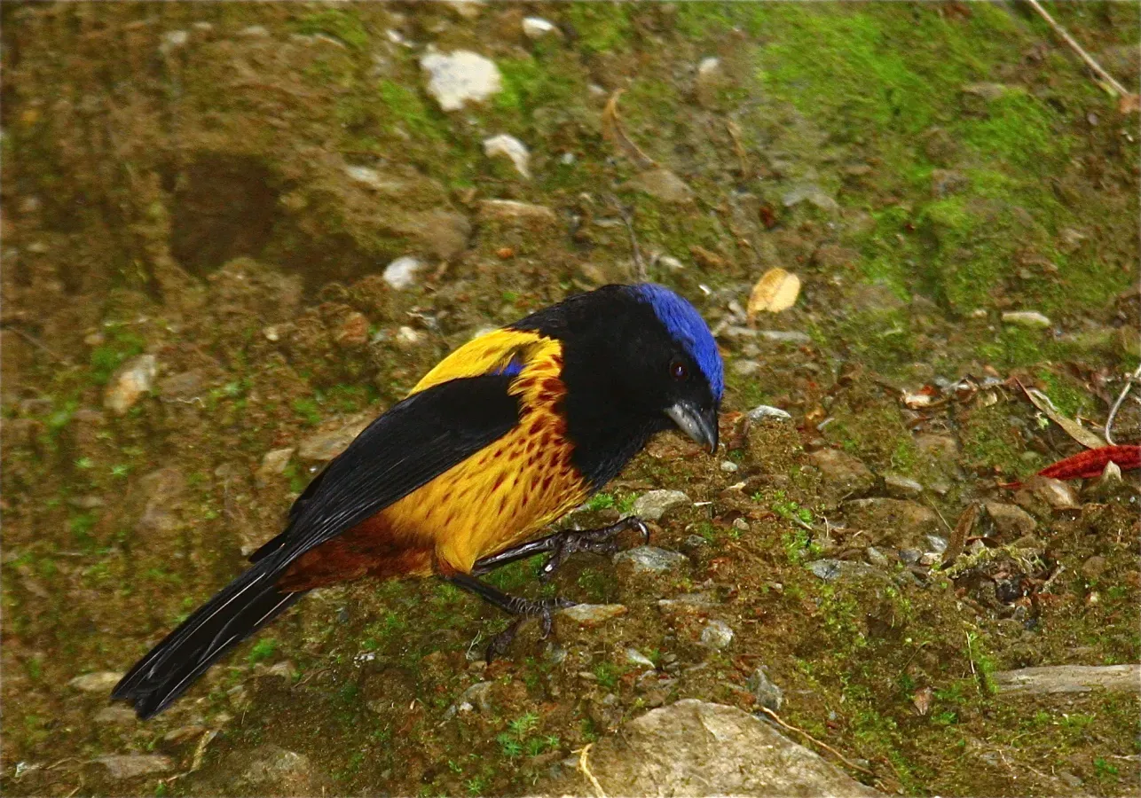 File:Cnemathraupis aureodorsalis Golden-backed Mountain-tanager.jpg