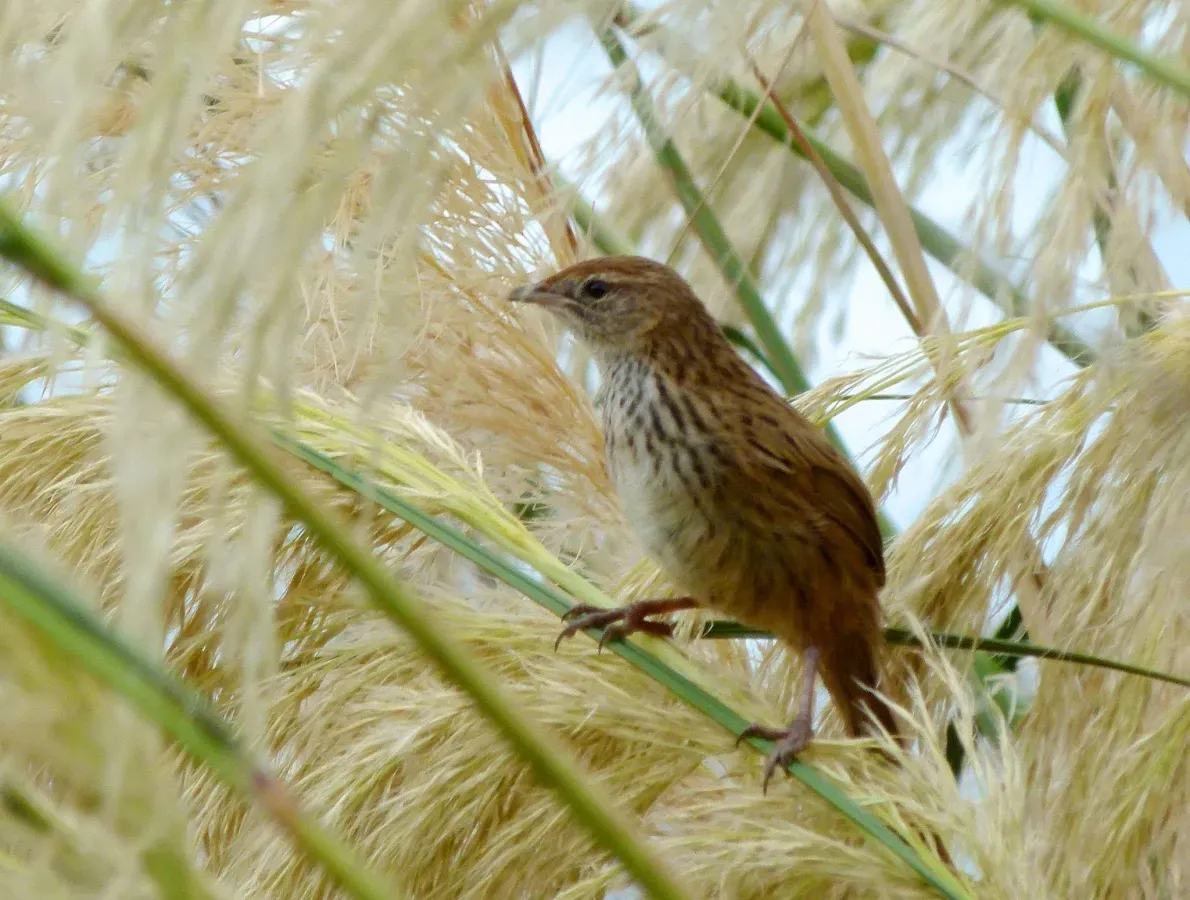 File:Poodytes punctatus ssp. punctatus.jpg