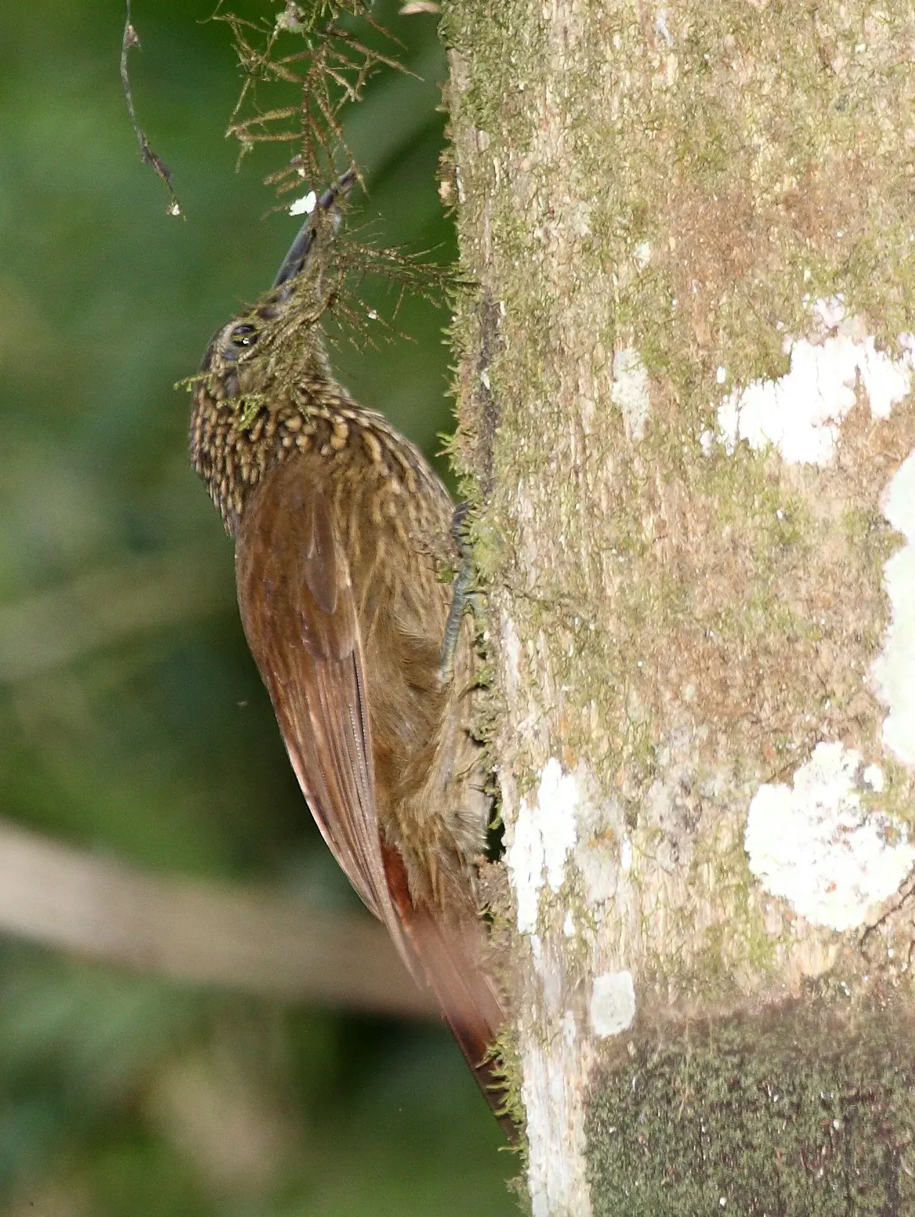 File:Cocoa Woodcreeper (Xiphorhynchus susurrans).jpg