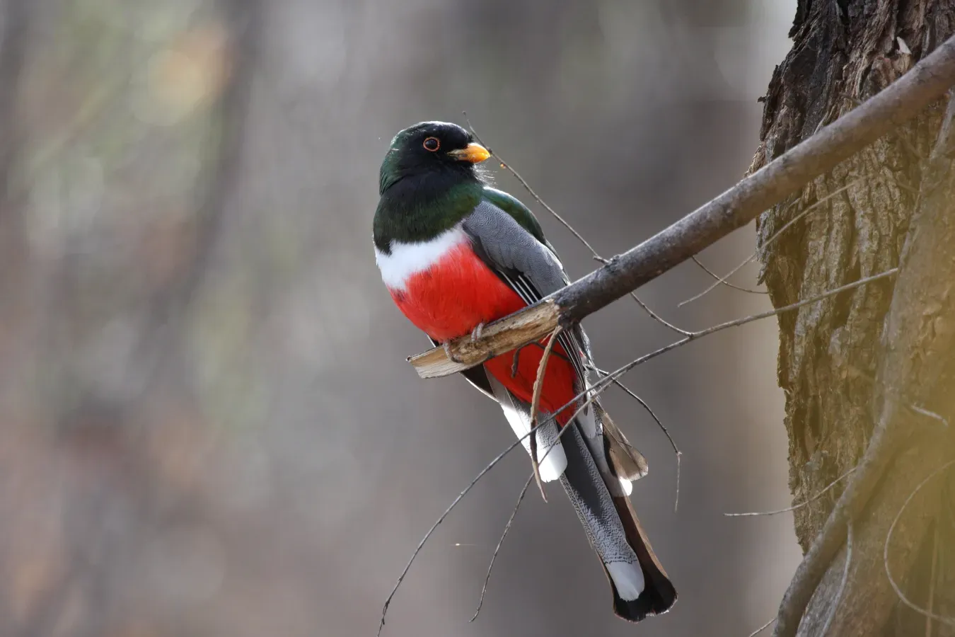 File:Elegant Trogon (Trogon elegans).jpg