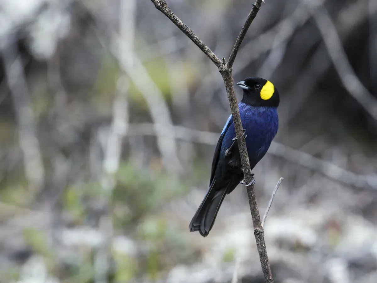 File:Iridosornis reinhardti - Yellow-scarfed Tanager.jpg