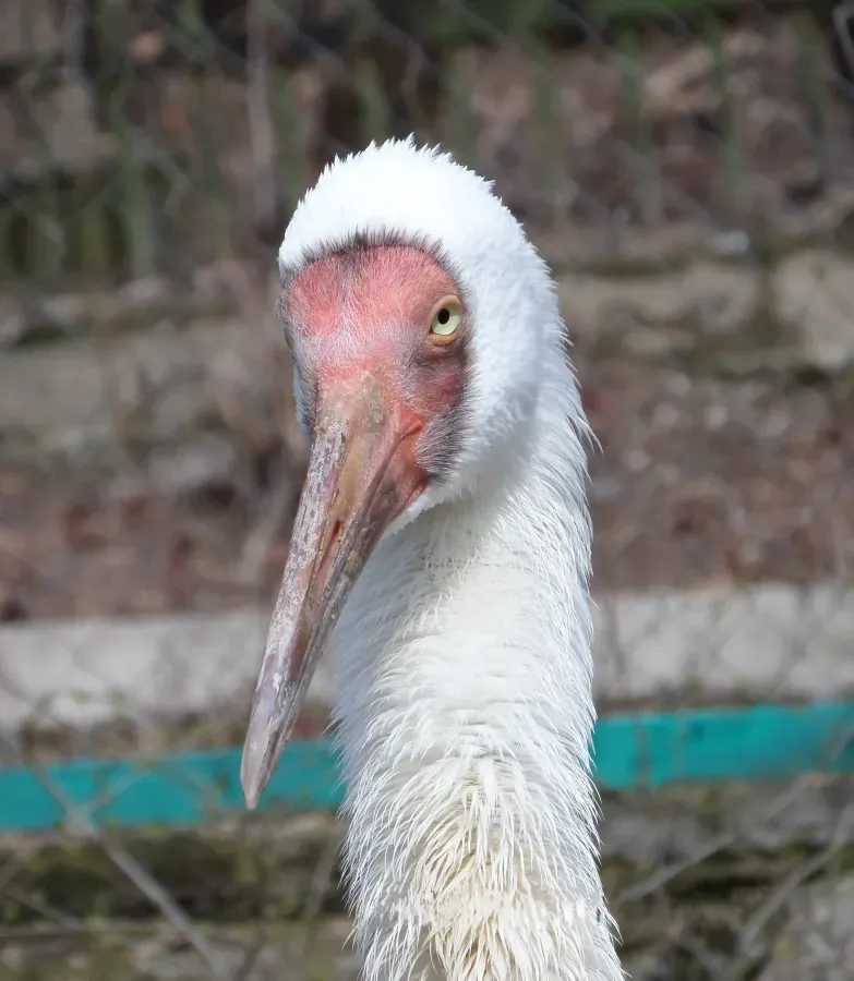 File:Grus leucogeranus species.jpg