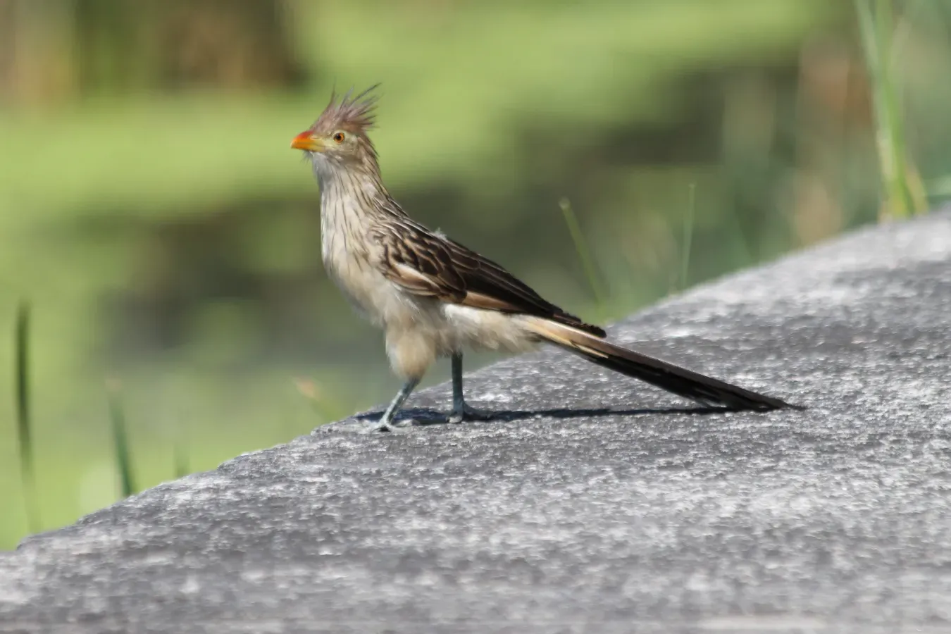 File:Guira Cuckoo, Buenos Aires, Argentina.jpg