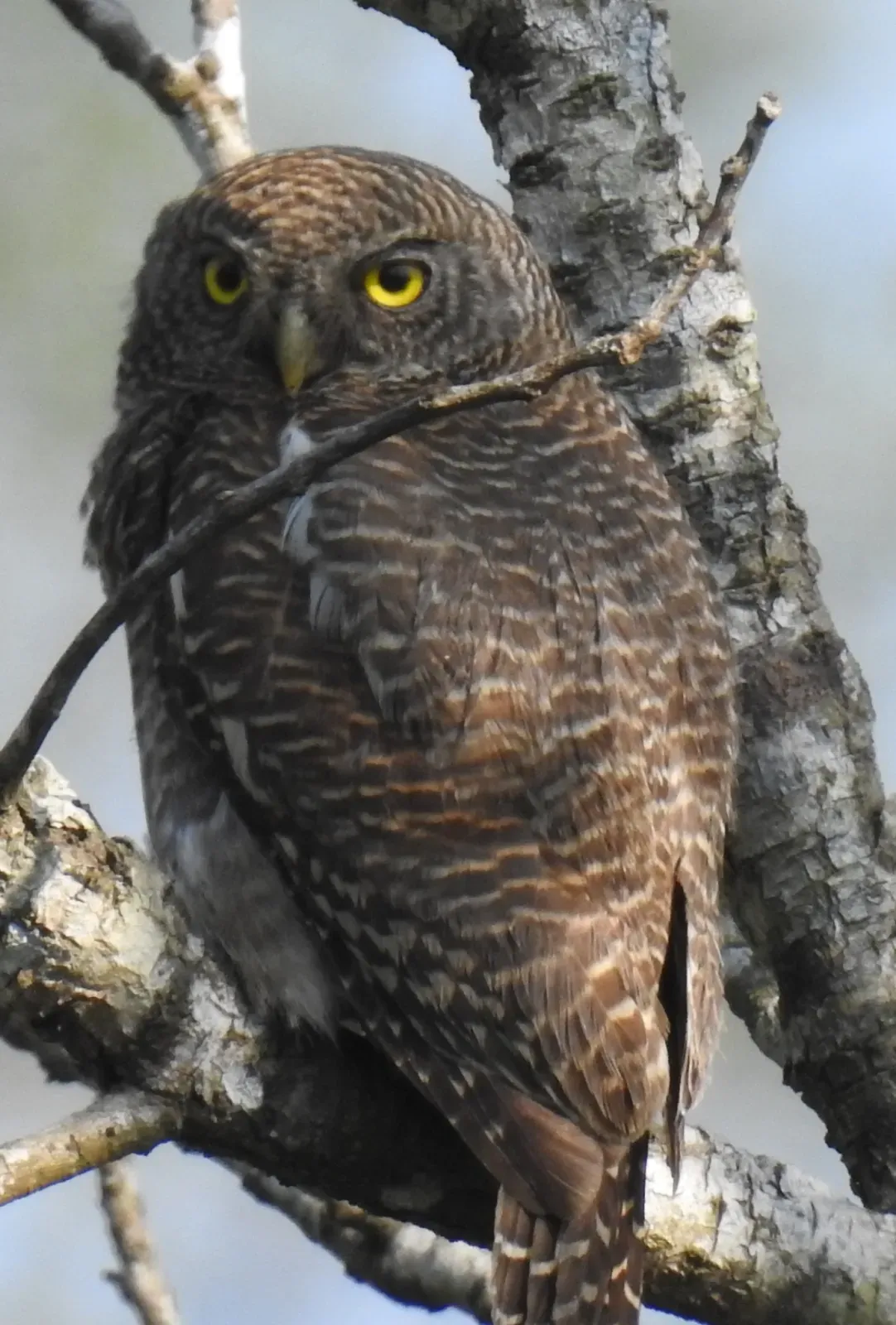 File:Glaucidium cuculoides 62926974.jpg