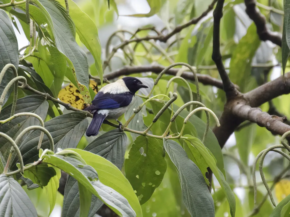 File:Stilpnia cyanoptera - Black-headed Tanager - male.jpg
