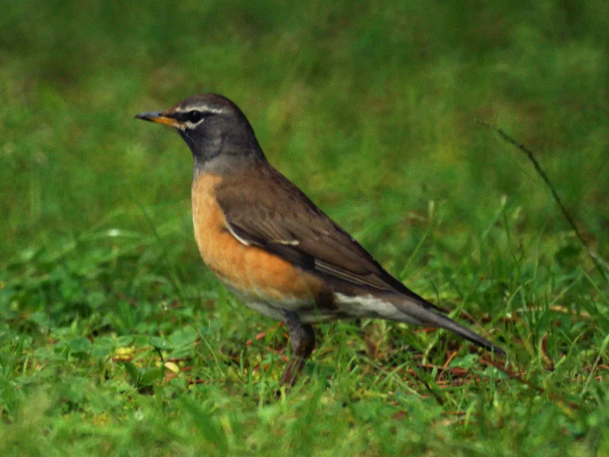 File:Turdus obscurus.jpg