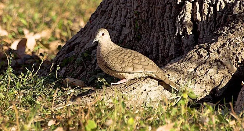 File:Inca Dove - Columbina inca.jpg