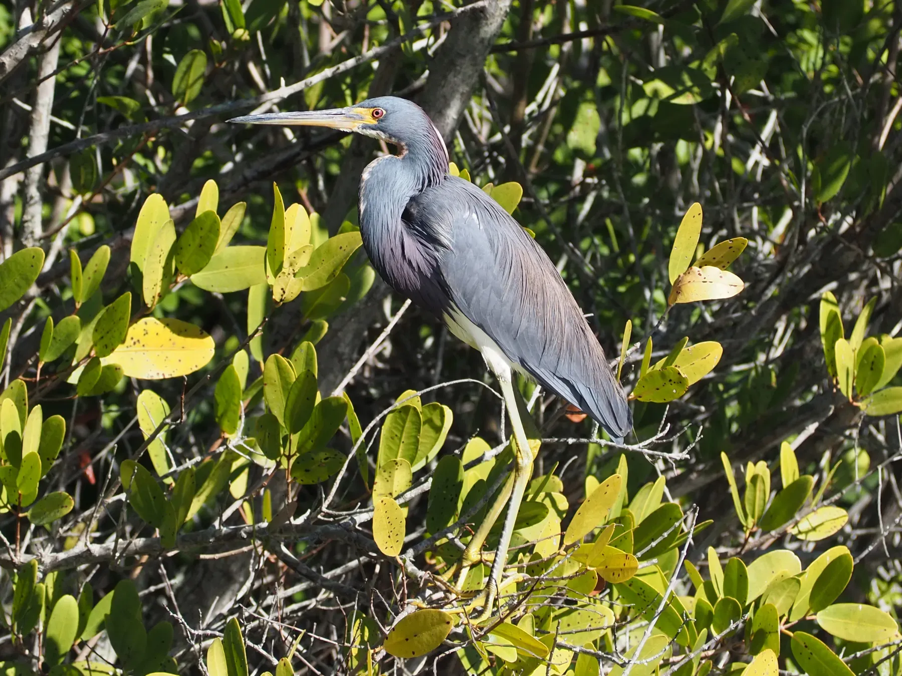 File:Egretta tricolor 111931887.jpg