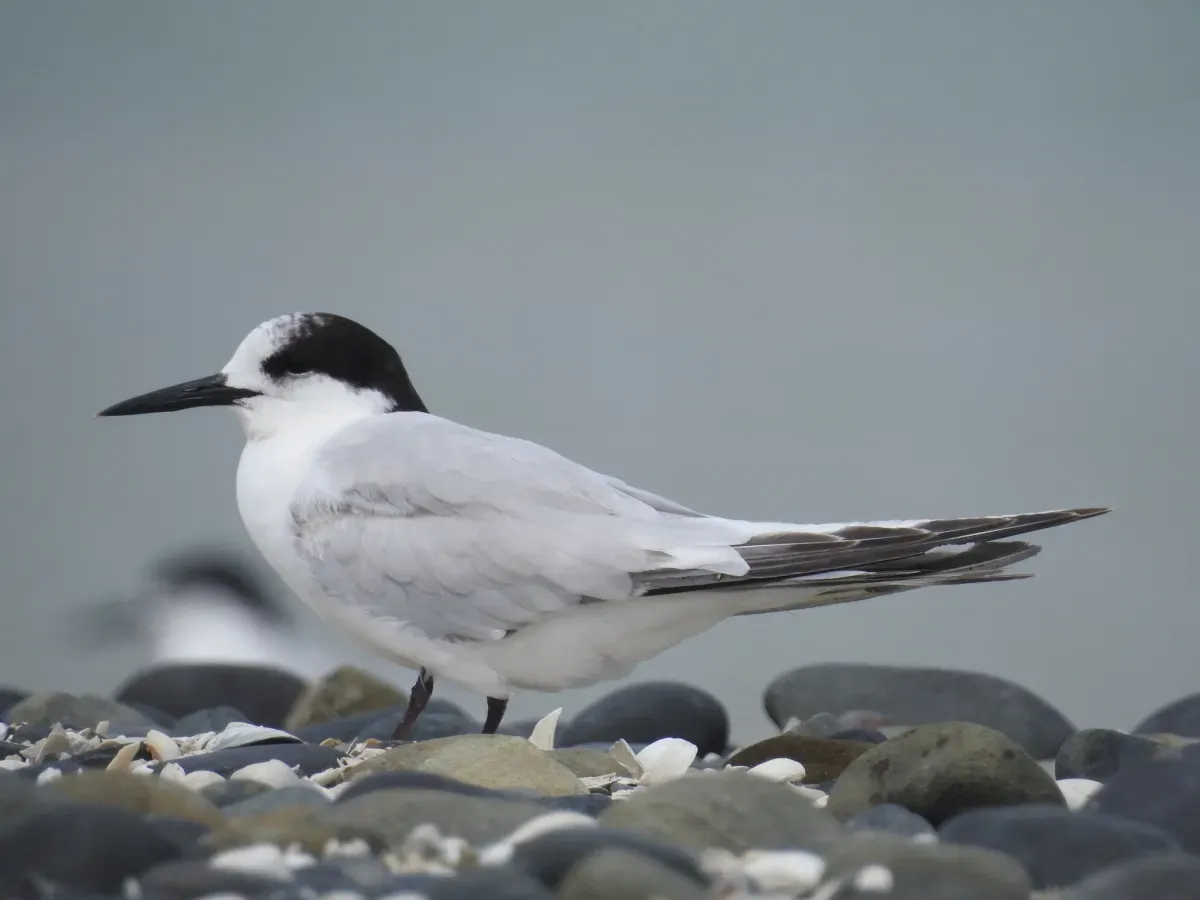 File:Sterna striata, Kaiaua, Firth Of Thames, Waikato, New Zealand 3.jpg