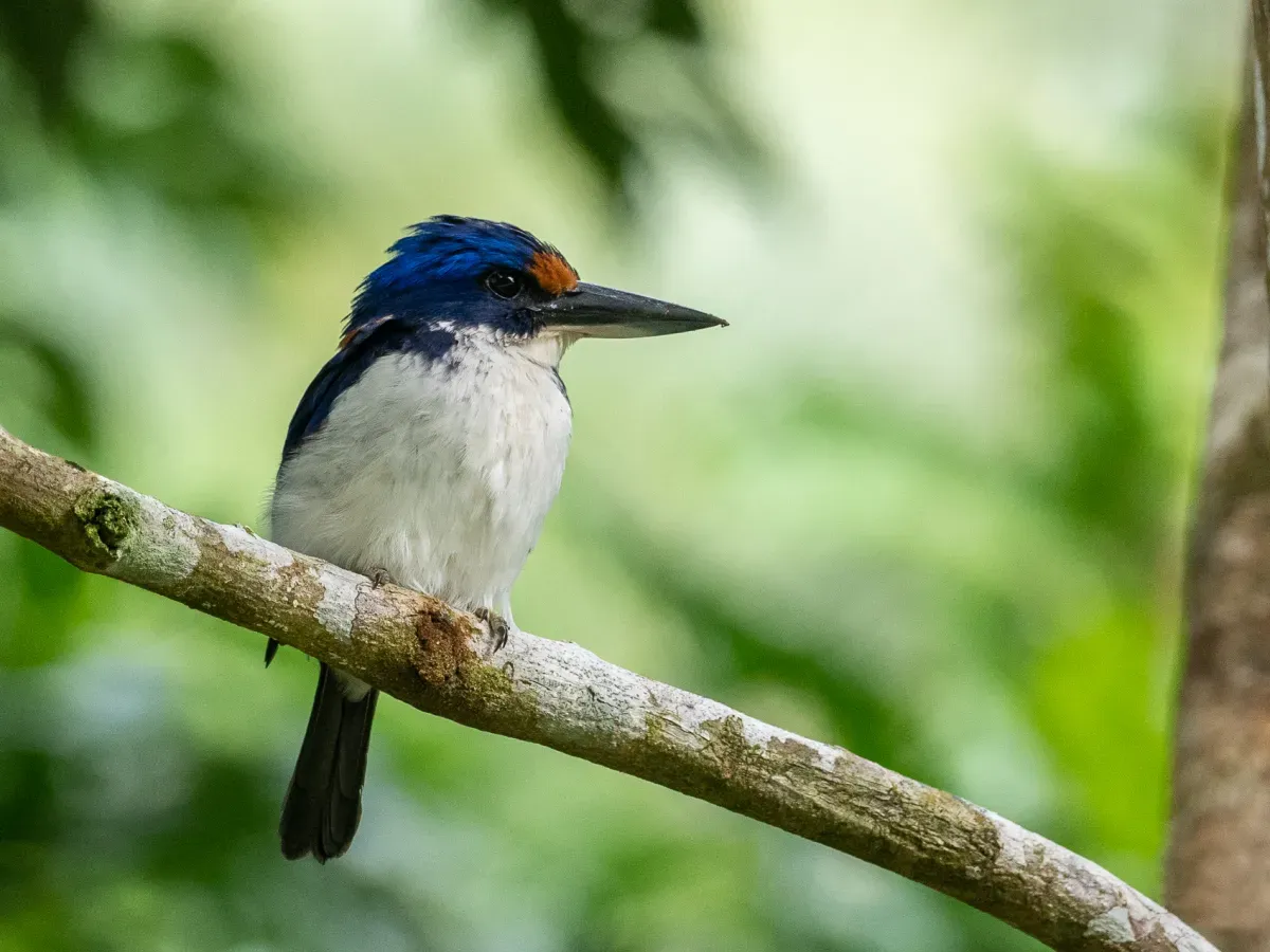 File:Todiramphus winchelli 29276524.jpg