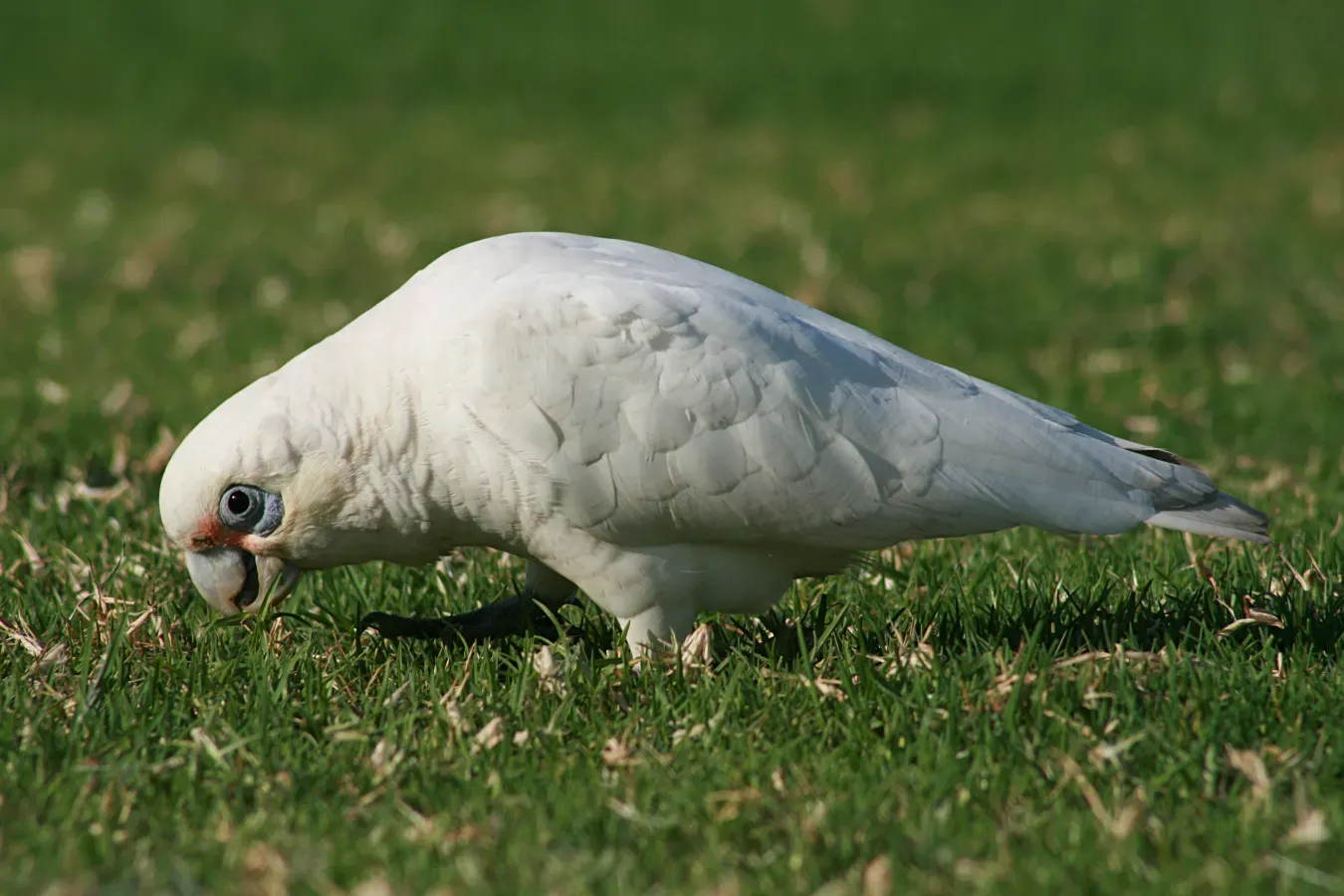 File:Cacatua sanguinea.jpg