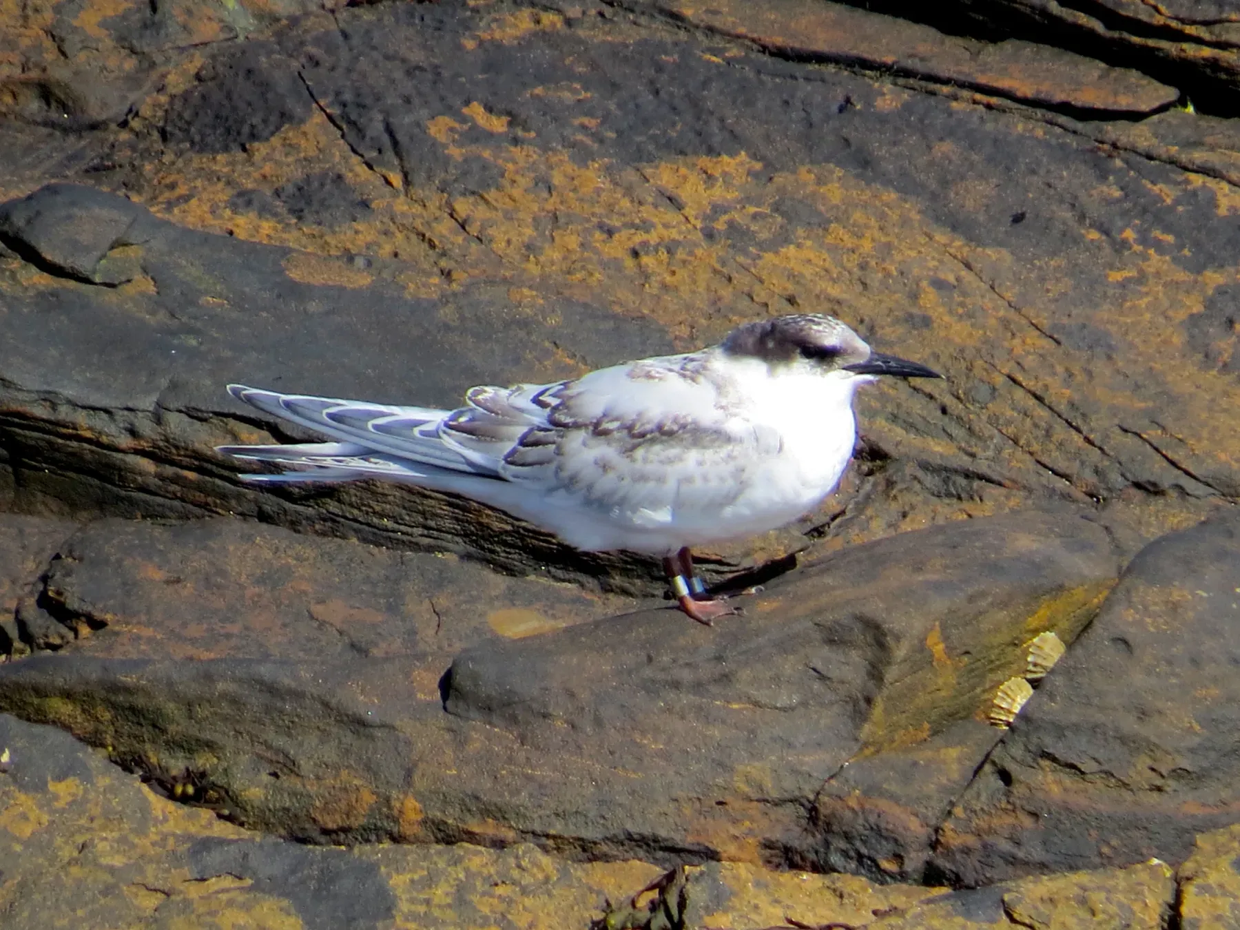 File:2016-08-17 Sterna dougallii, St Marys Island, Northumberland 12.jpg