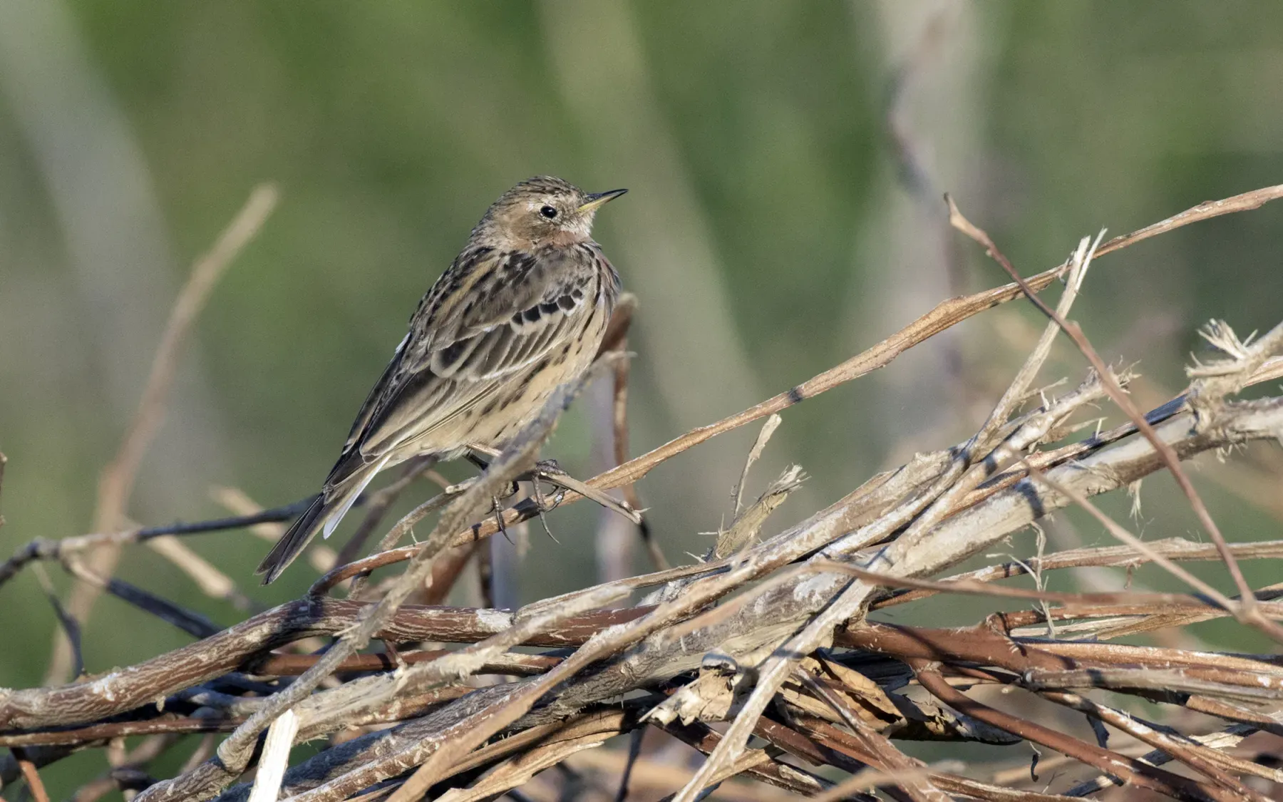 File:Anthus cervinus - Red-throated Pipit, Adana 2021-03-27 01.jpg