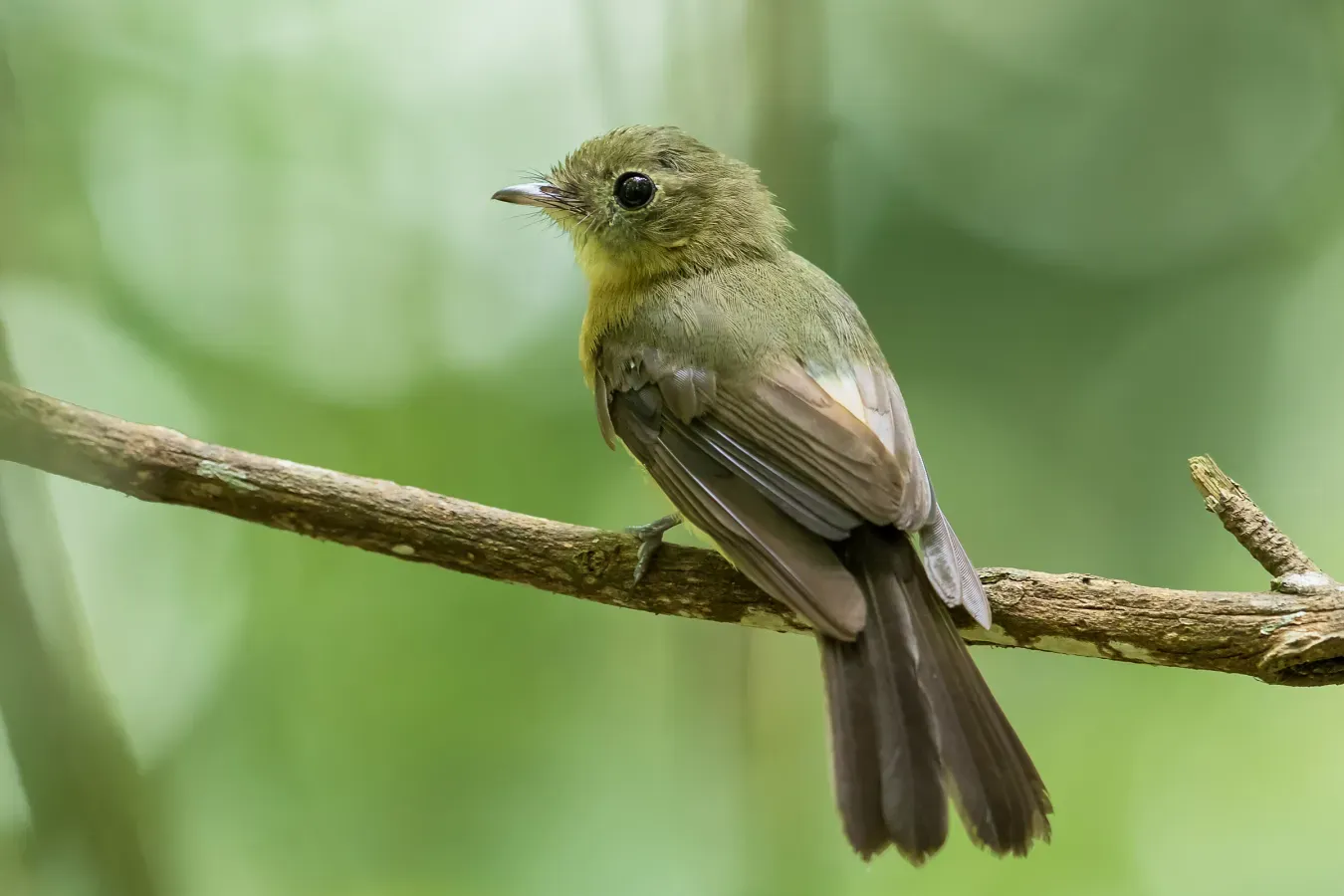 File:Myiobius barbatus - Bearded Flycatcher.jpg