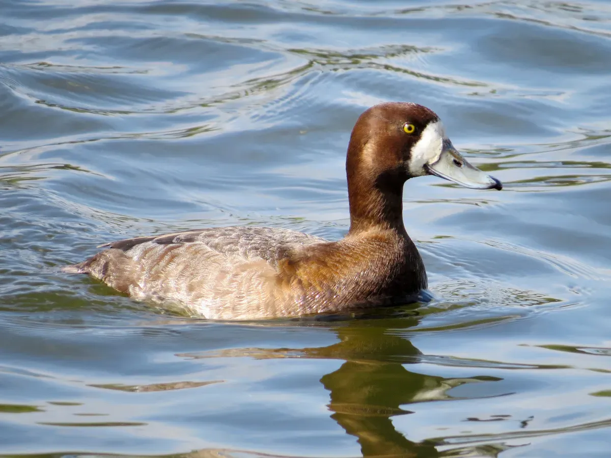 File:2014-04-14 Aythya marila, female, Killingworth Lake, Northumberland 04.jpg