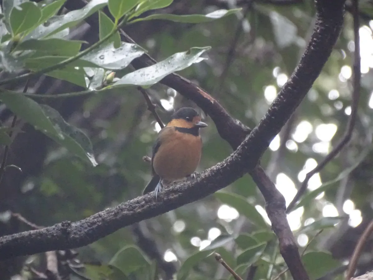 File:Sittiparus owstoni 60369541.jpg