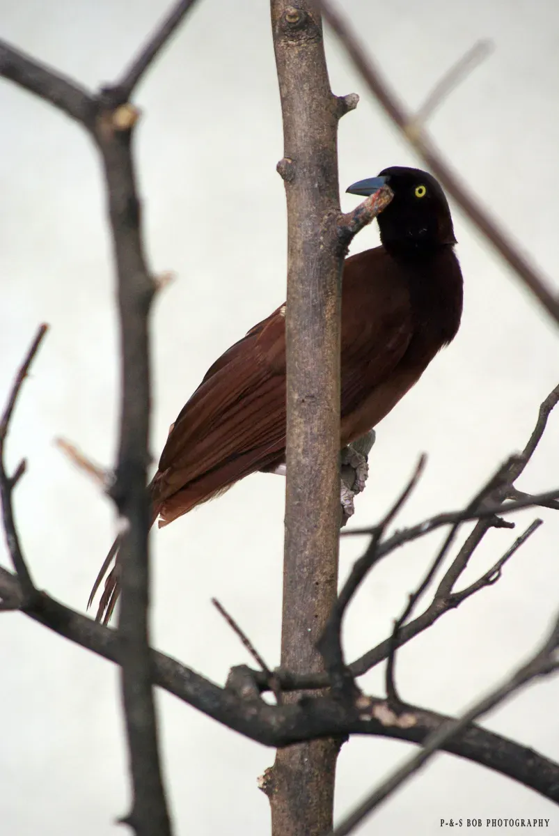 File:Greater Bird of Paradise (Female - Paradisaea apoda).jpg