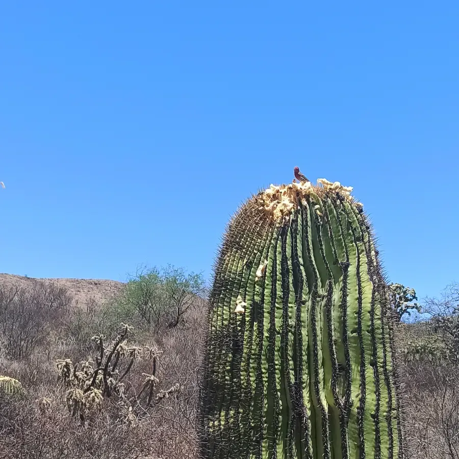 File:Haemorhous mexicanus (Fringillidae) foraging I.jpg