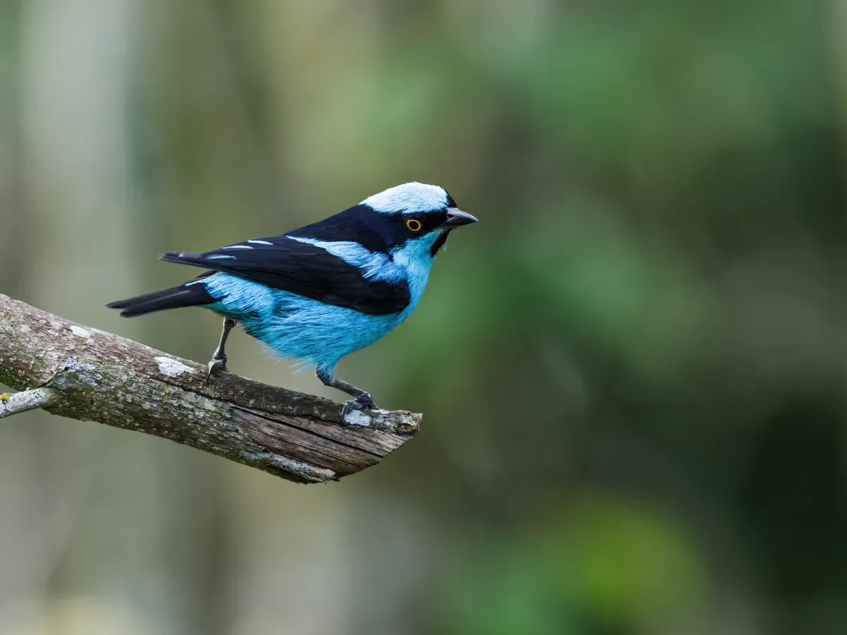 File:Dacnis hartlaubi - Turquoise Dacnis.jpg