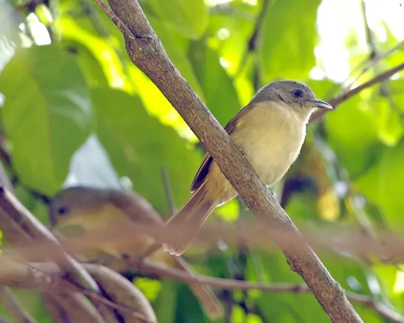 File:Alcippe poioicephala.jpg