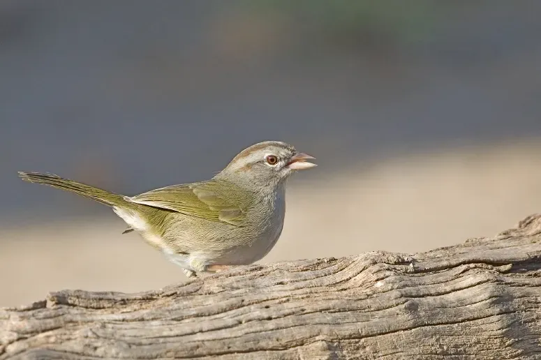 File:Arremonops rufivirgatus.jpg