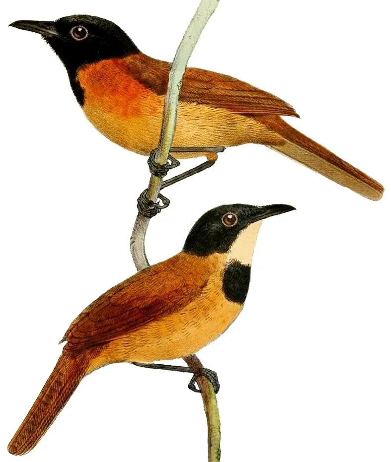 File:Bathmocercus cerviniventris.jpg