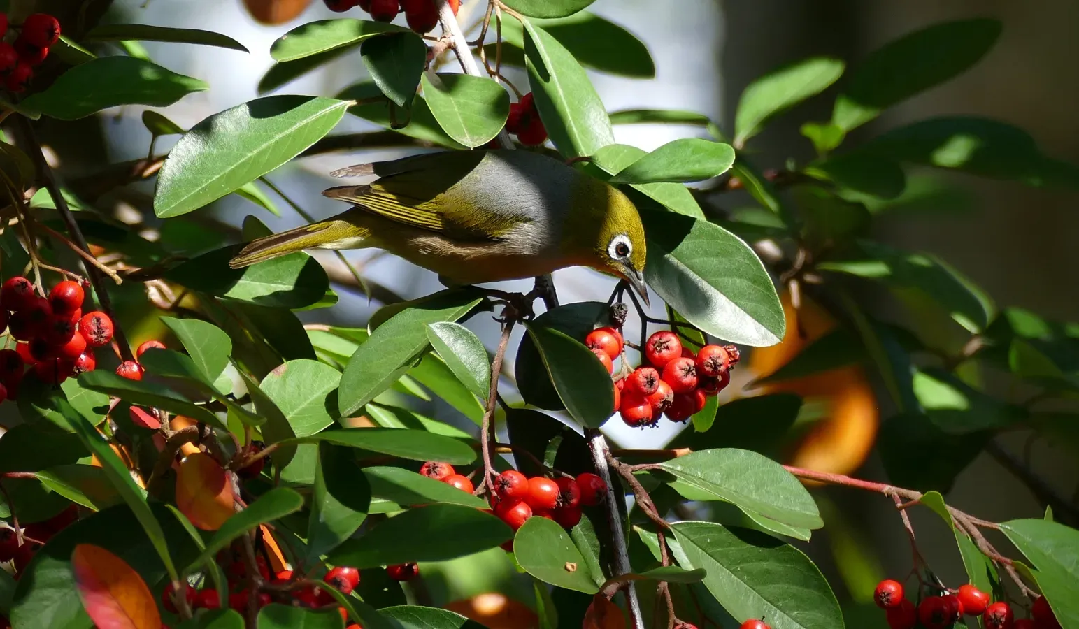 File:Silvereye(Zosterops lateralis)Sydney Australia (50499940686).jpg