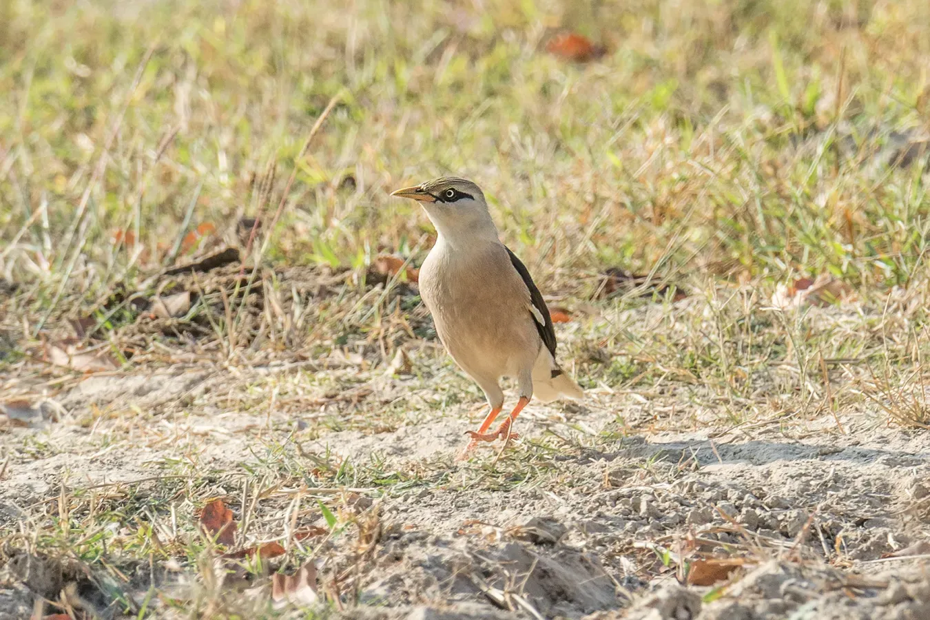 File:Acridotheres burmannicus leucocephalus, Wang Nam Khao, Sukhothai, Thailand 1.jpg