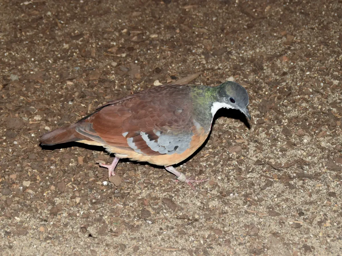 File:Columbidae Gallicolumba crinigera 1.1.jpg