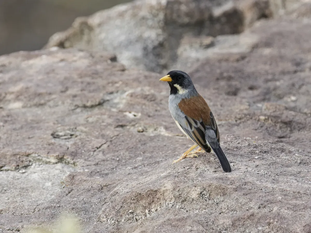File:Buff-bridled Inca-Finch - Incaspiza laeta.jpg