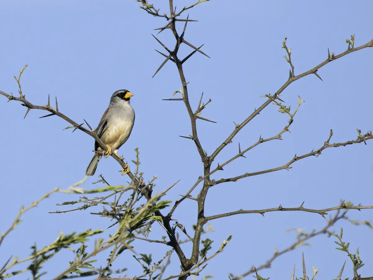 File:Incaspiza watkinsi - Little Inca-Finch.jpg